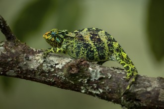 Three-horned chameleon (Trioceros jacksonii), female, Bwindi Impenetrable Forest National Park,