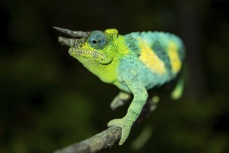 Three-horned chameleon (Trioceros jacksonii), male, Bwindi Impenetrable Forest National Park,