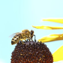 European honey bee (Apis mellifera), collecting nectar from a flower of yellow coneflower