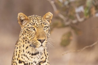 Leopard (Panthera pardus) female Zambia