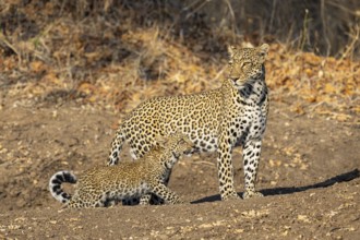 Leopard (Panthera pardus) female with 4 month old cub Zambia