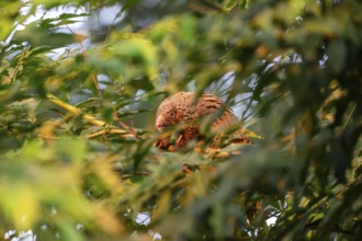 Pangolin climbing a tree, white-bellied pangolin (Phataginus tricuspis, Manis tricuspis), Western