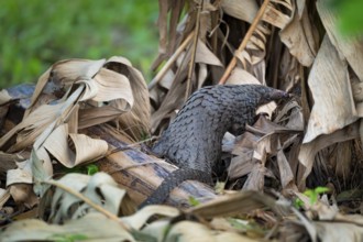 Pangolin on the ground, white-bellied pangolin (Phataginus tricuspis, Manis tricuspis), Western