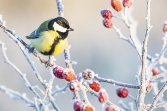 Great tit (Parus major) Germany