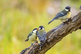 Great tit (Parus major) adult bird feeds young Germany