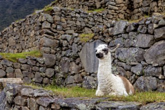 Llama sitting in the midst of stone ruins surrounded by grass under a cloudy sky, A llama in the