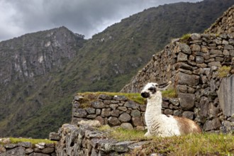 Inca ruins with a llama in the foreground surrounded by mountains and a cloudy sky, a llama in the