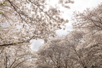 White-blooming cherry trees in spring on Rose Island in Bad Kreuznach, Germany