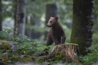European brown bear (Ursus arctos arctos), young animal in the forest, Notranjska region, Slovenia
