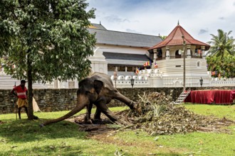 An elephant and a person next to a historic building with tropical vegetation, A chained temple
