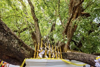 A widely branched tree with golden decorations on a railing, surrounded by lush greenery, Sacred