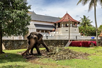 An elephant stands in front of a historic building in a tropical setting, a chained temple elephant