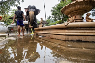 Man cleans elephant in temple-like environment, water reflects the scene and gives it a calm