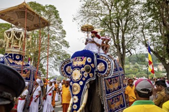 A richly decorated elephant with people in traditional clothing in a lively pageant, The Perahera