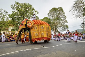 Decorated elephant and drummer at a lively parade on a street, The Perahera Parade in Kandy Sri