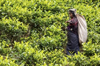 Female worker with large sack picking tea leaves in a green tea field, tea picker in a tea