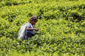 Person harvests tea in a lush green tea plantation field, tea picker in a tea plantation in the