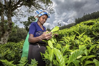 In a rural area, a woman picks tea leaves under cloudy skies, a tea picker in a tea plantation in