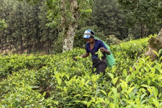 Between tall trees, a woman collects tea leaves on a rural plantation, tea picker in a tea