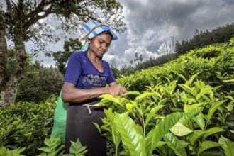 In a tea plantation, a woman is picking concentrated tea leaves, the sky is cloudy, a tea picker in