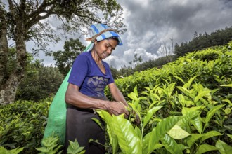 Woman carefully picks tea leaves while clouds cover the sky, tea picker in a tea plantation in the