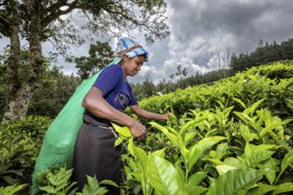 A woman picks tea leaves in a tea plantation under a cloudy sky, tea picker in a tea plantation in