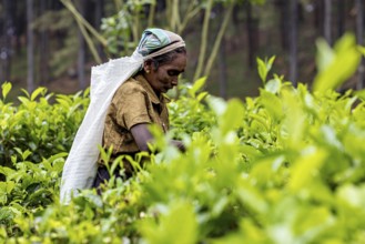 Smiling worker carefully collects tea leaves in a dense plant, tea picker in a tea plantation in
