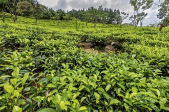 Lush tea plantation spread over rolling hills, surrounded by scattered trees and thick vegetation,