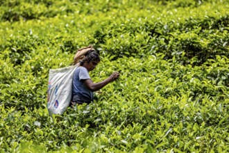 Female worker picking tea in an extensive tea field under bright skies, tea picker in a tea