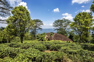 Wide landscape with green trees and rocks under a blue, cloudy sky, mountains in the background,