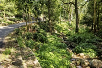 A natural trail through a sunlit forest with a small stream, The forest in the highlands near Kandy