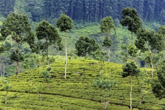 Gently rising tea plantation, surrounded by tall trees and forest, situated on a slope, tea
