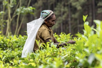 Woman engaged in picking tea leaves in a lush, green area, tea picker in a tea plantation in the