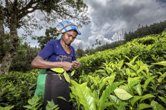 A woman carefully collects tea leaves in the middle of a green tea plantation, tea picker in a tea
