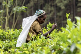Worker focuses on harvesting tea surrounded by living foliage, tea picker in a tea plantation in