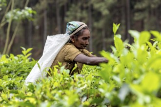 Woman stretches to pick tea leaves surrounded by lush foliage, tea picker in a tea plantation in