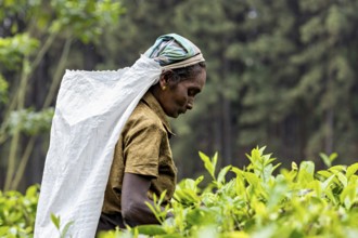 Woman concentrates on picking tea leaves in the midst of thick vegetation, tea picker in a tea