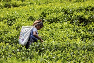 Person picking tea in a green field in the middle of a wide tea plantation, tea picker in a tea