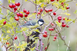 Great tit (Parus major) Germany