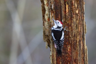 Middle woodpecker (Dendrocopus medius) Germany