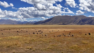Flock of sheep in a vast meadow in front of rolling mountains under a cloudy sky, the landscape in