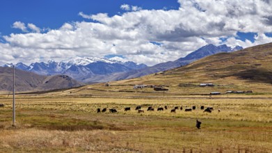 Cows graze in a large meadow against a mountain backdrop under cloudy sky, The landscape in the