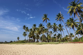 Tall palm tree ensemble on a quiet, sunny beach under clear skies, Trincomalee Beach in Sri Lanka
