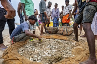 Circle of people on the beach sorting freshly caught fish from a net, traditional fishermen on