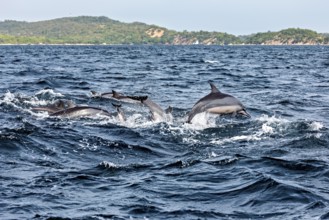 Several dolphins jump in the blue ocean near a coastline, dolphins in the sea near Trincomalee in