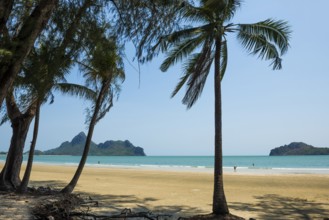 Lonely beach and ironwood trees, Casuarina Equisetifolia, Ao Manao Beach, Prachuap Khiri Khan,