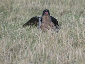 Hooded crow (Corvus cornix) chatting with female Common Kestrel (Falco tinnunculus)