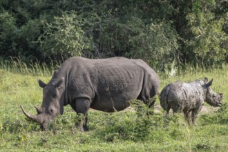 Southern white rhino (Ceratotherium simum simum) with juvenile, Ziwa Rhino Sanctuary, Uganda