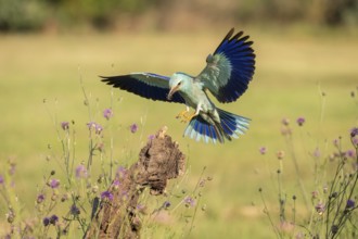 Blue racke (Coracias garrulus), bird, approaching tree trunk, Kiskunsag National Park, Hungary