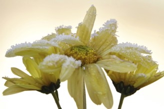 Hoarfrost in nature, winter, Germany